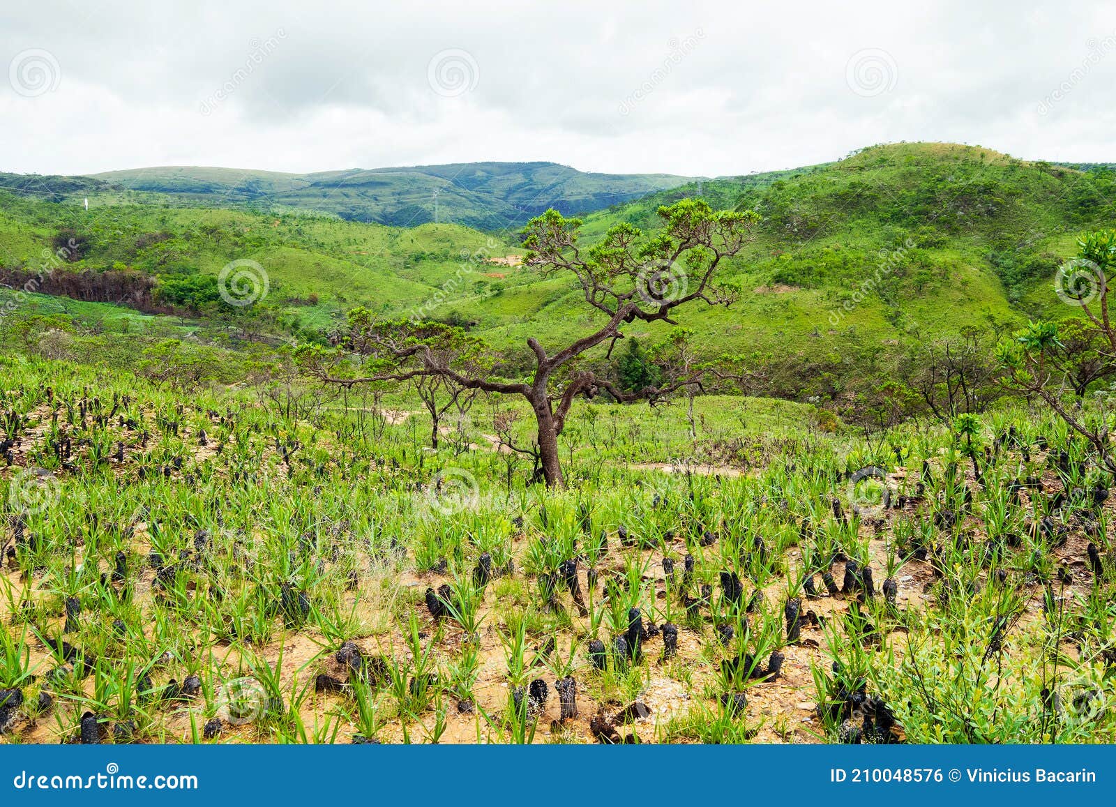 vegetation of the brazilian cerrado on the hills