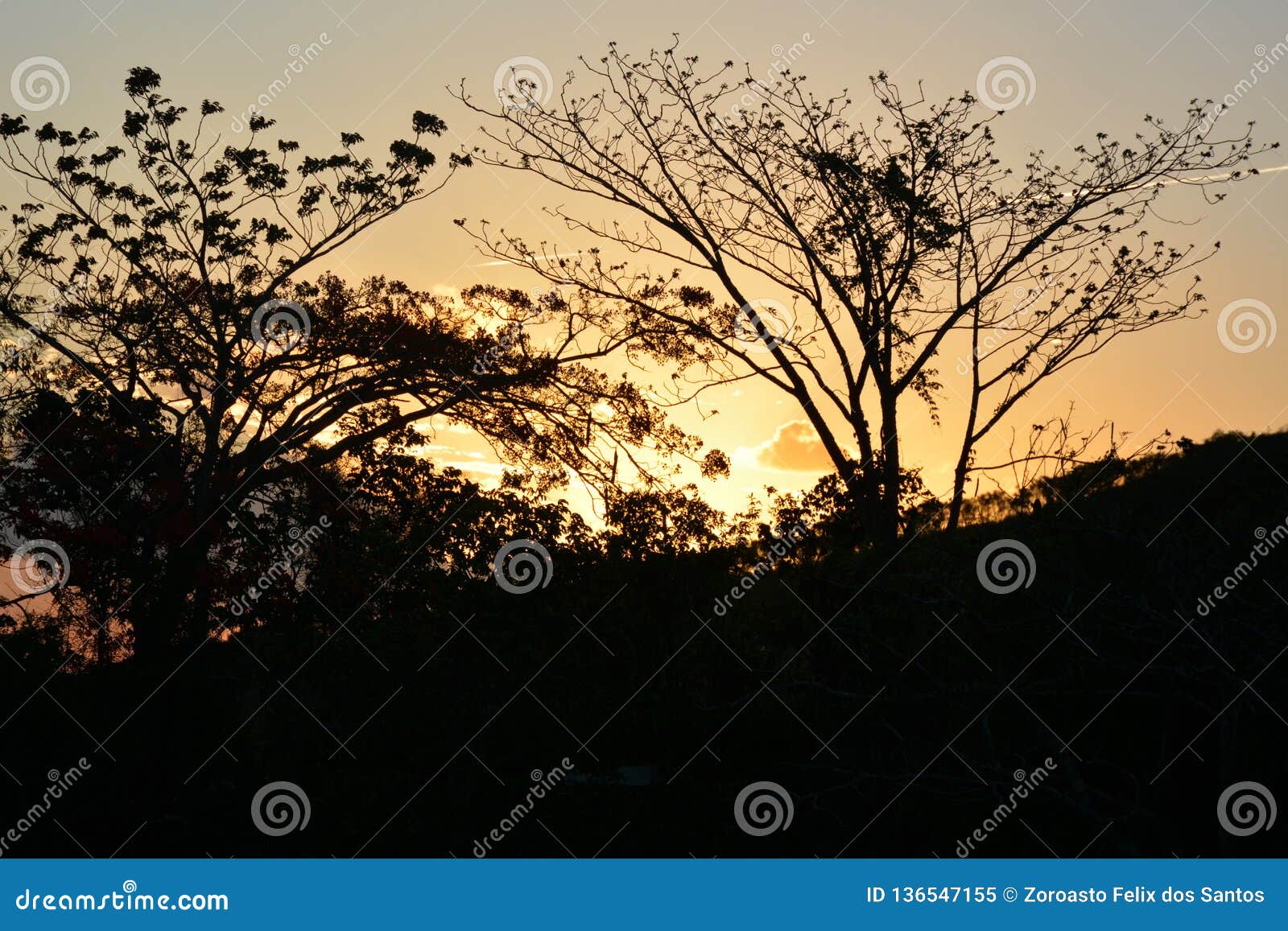 vegetation of the brazilian northeast semi-arid illuminated with the warm colors of the sunset