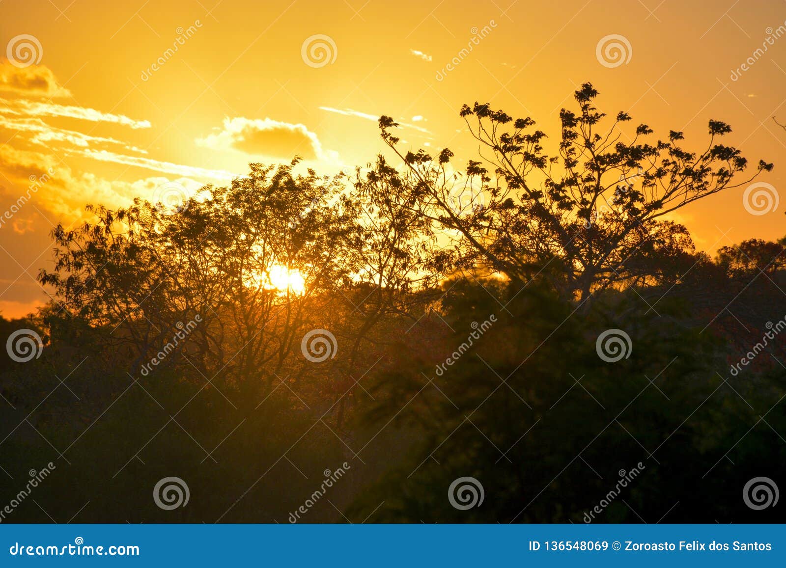 vegetation of the brazilian northeast semi-arid illuminated with the warm colors of the sunset