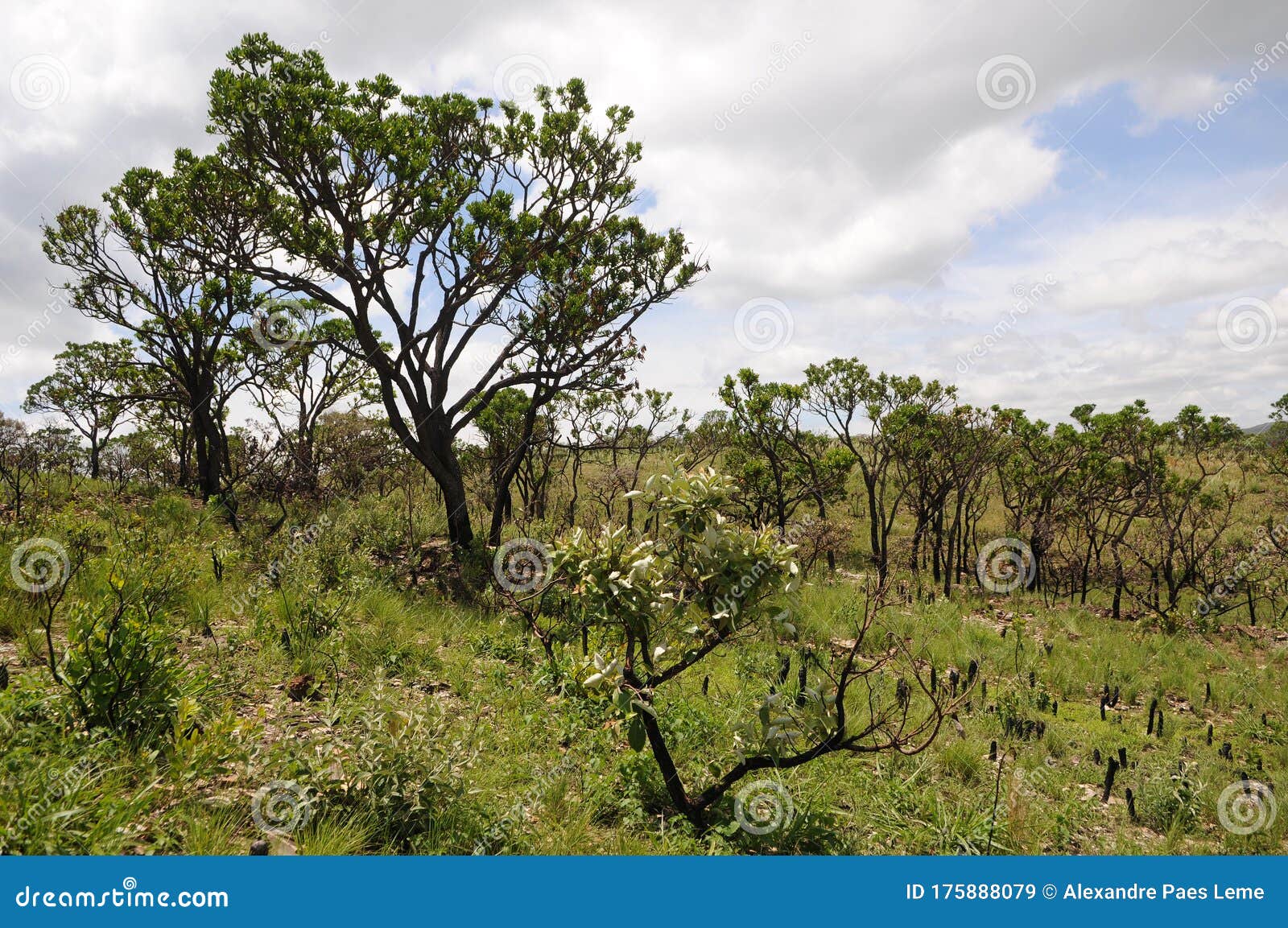 vegetation of the cerrado