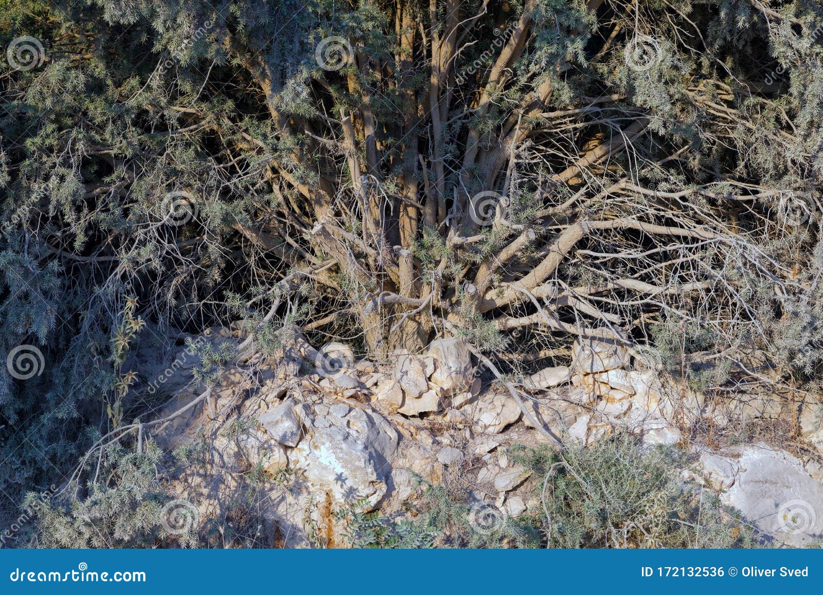 Low Vegetation Covered With Frost In A Thin Layer With Visible Crystals
