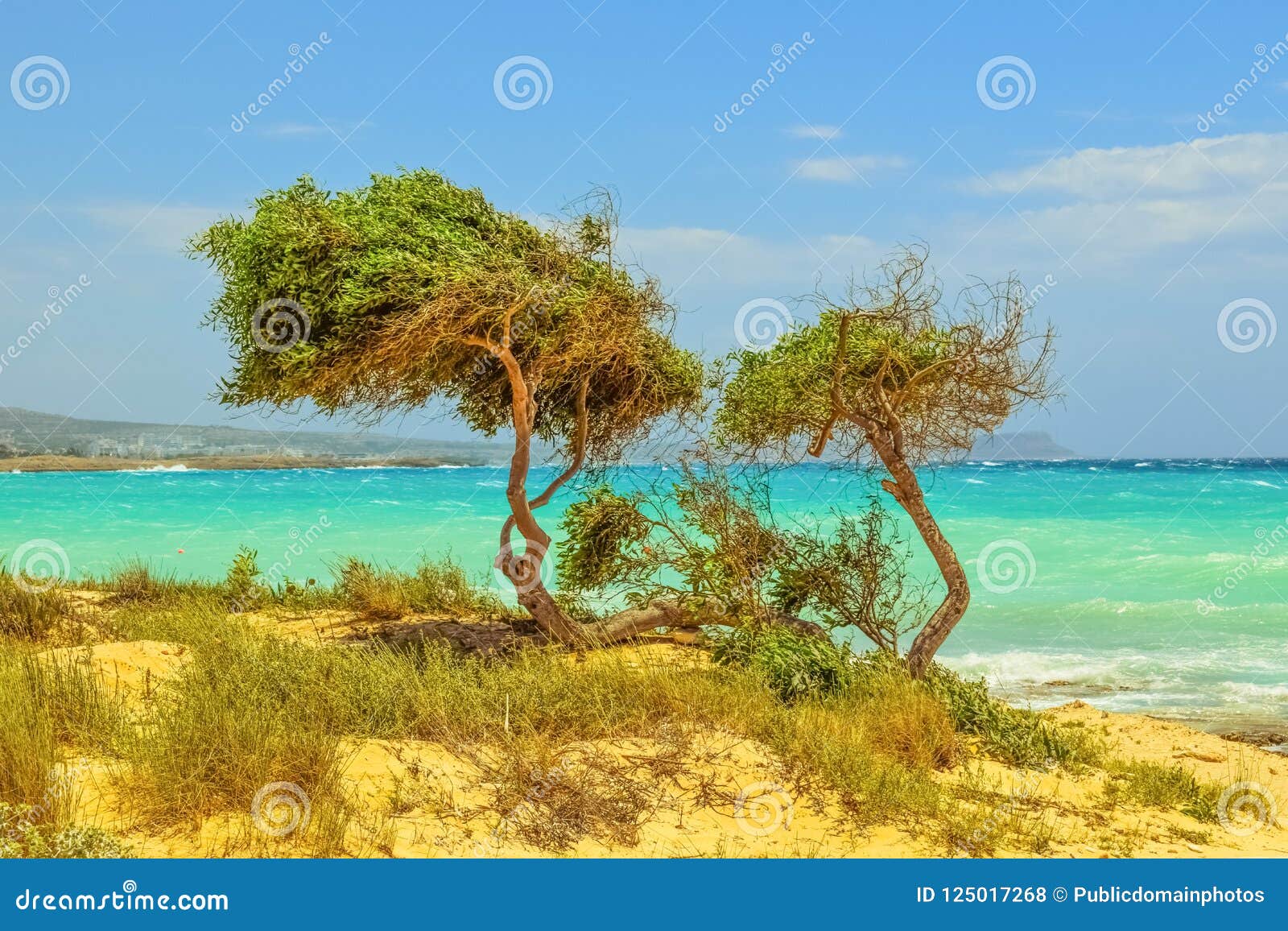 Vegetation, Ecosystem, Sea, Tropics Picture. Image 125017268
