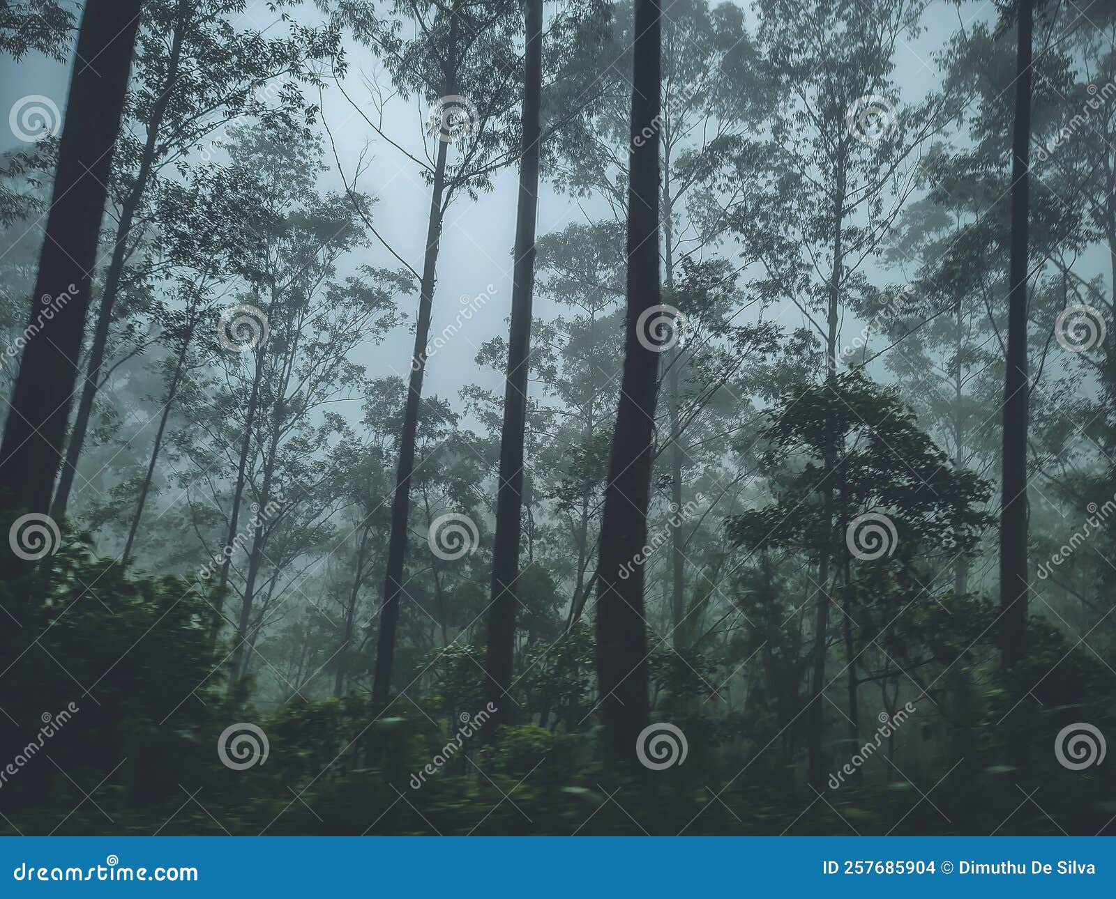 vegetation found in a coldest mountain range.