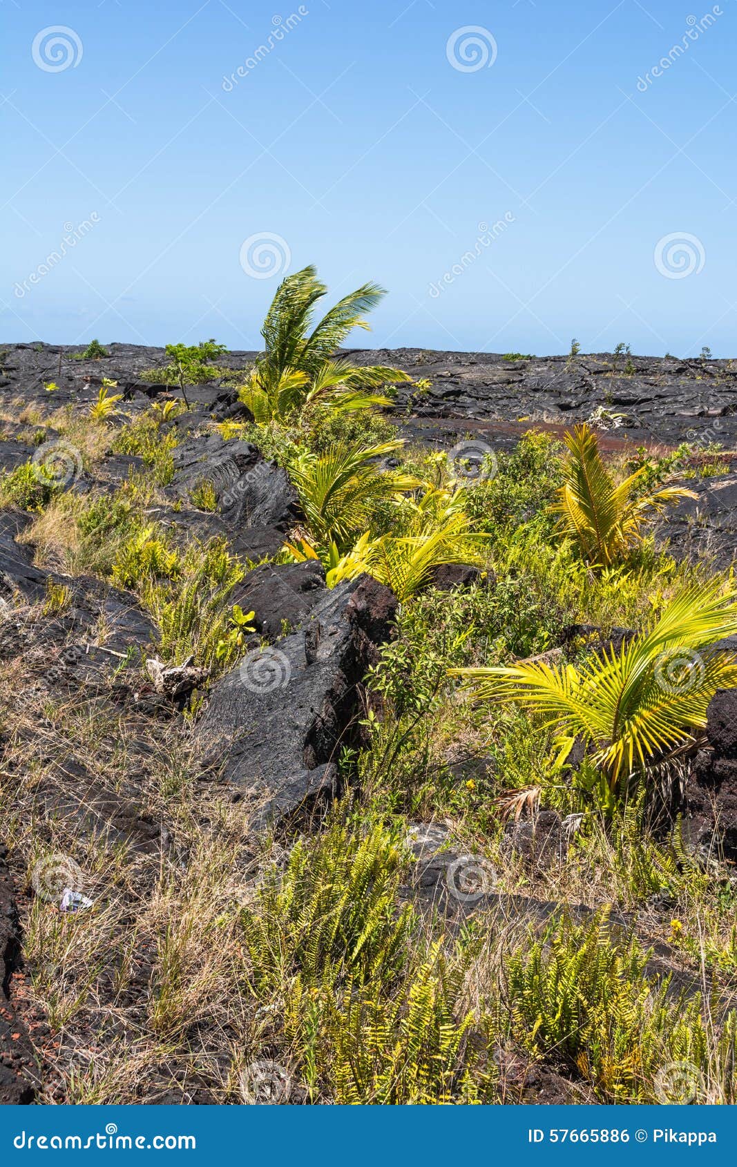 Vegetation on the Lava Fields in Big Island, Hawaii Stock Photo - Image ...