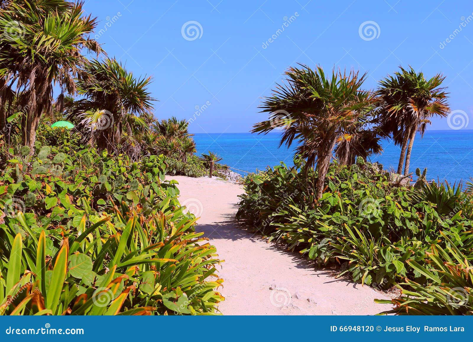 palms near the sea in tulum, quintana roo