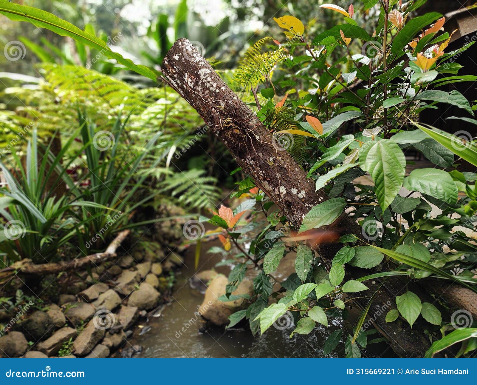 vegetation near small rive side