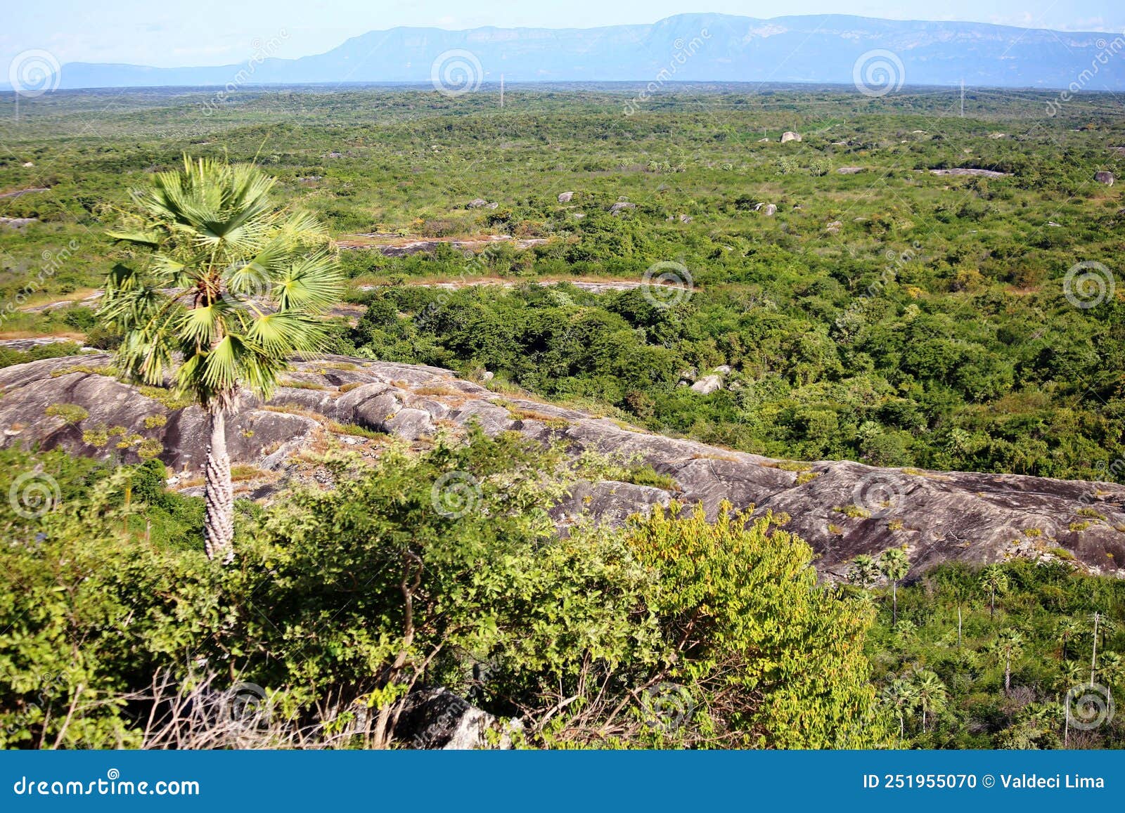 Vegetation with Palm Trees and Bushes. Chaval City, Maranhão State