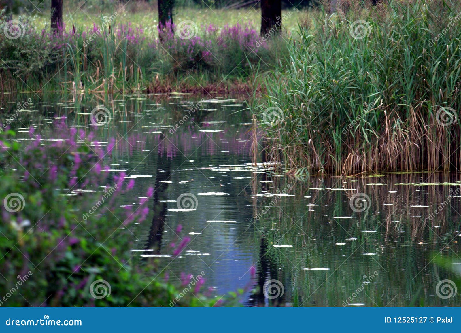 Vegetation of a pond stock image. Image of holland, horizon 12525127