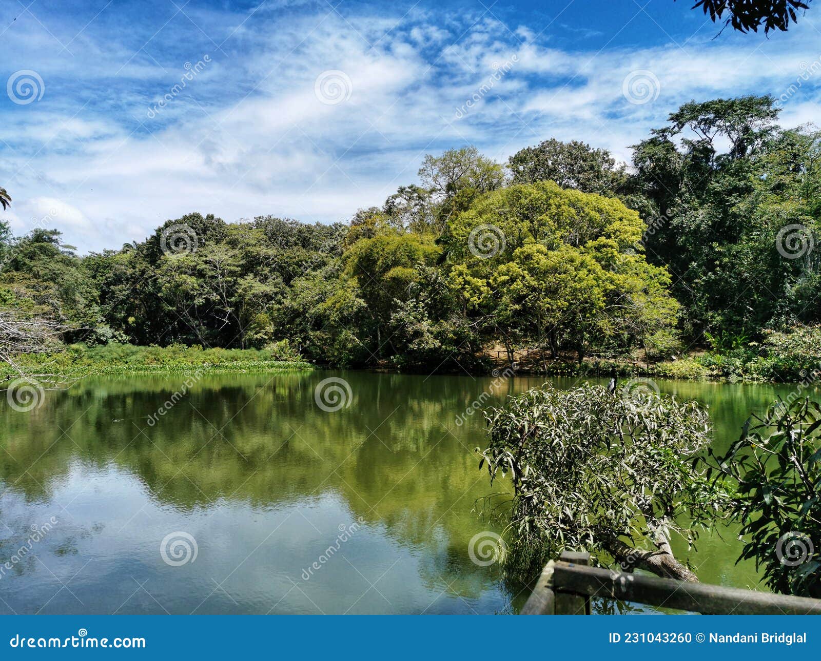 Trust Pond, Trinidad and Tobago Stock - of nature, wetland:
