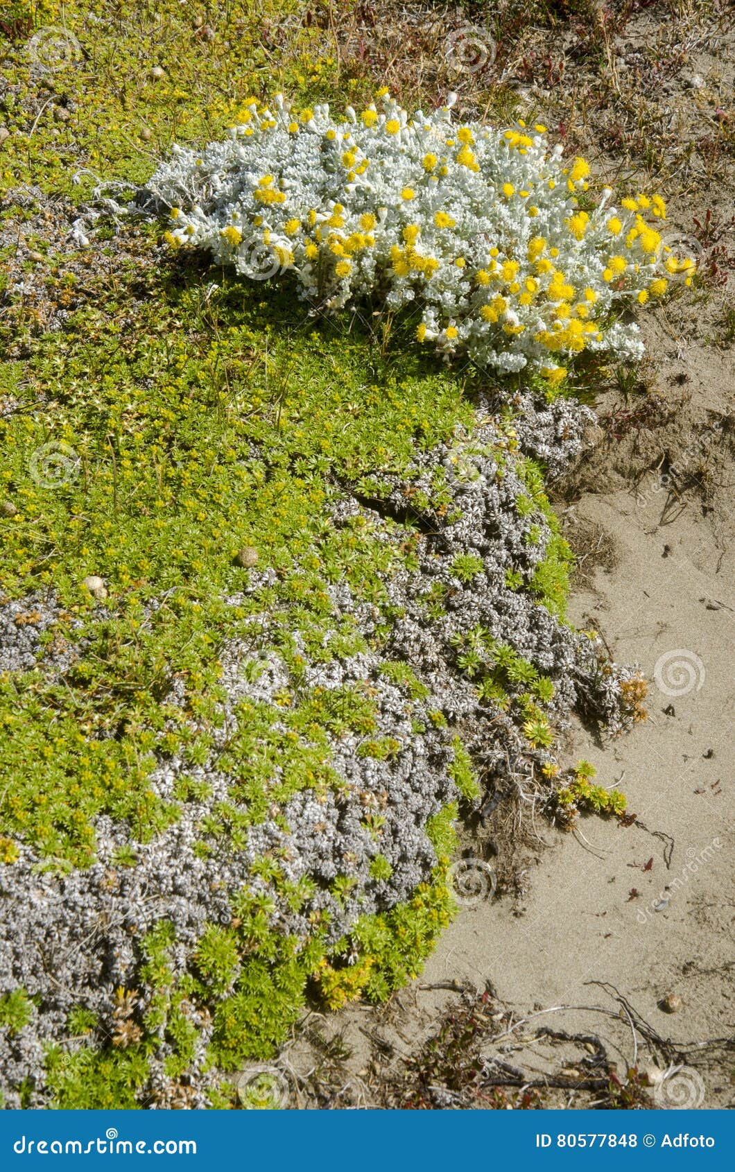 vegetation of seno otway - patagonia - chile