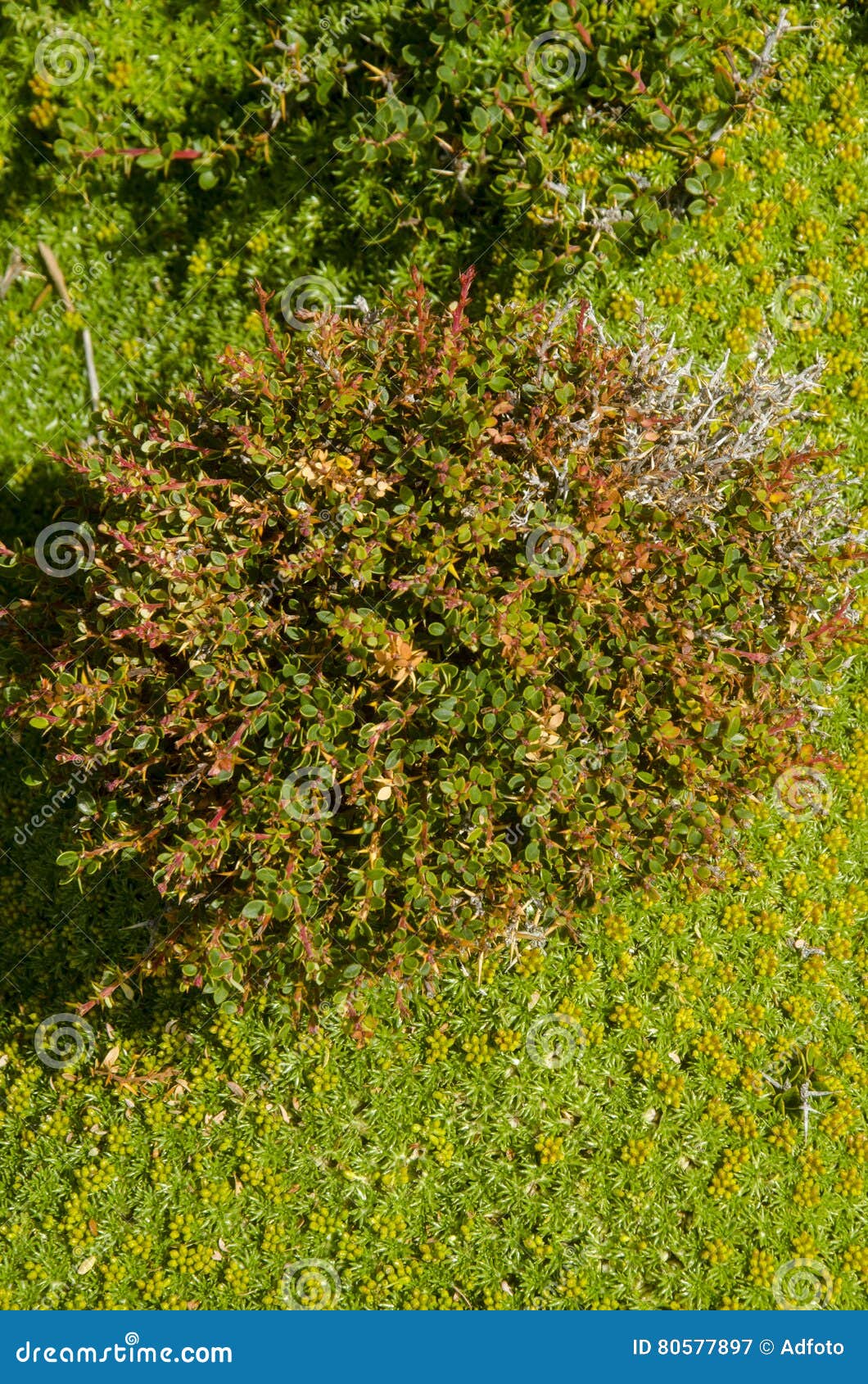 vegetation of seno otway - patagonia - chile