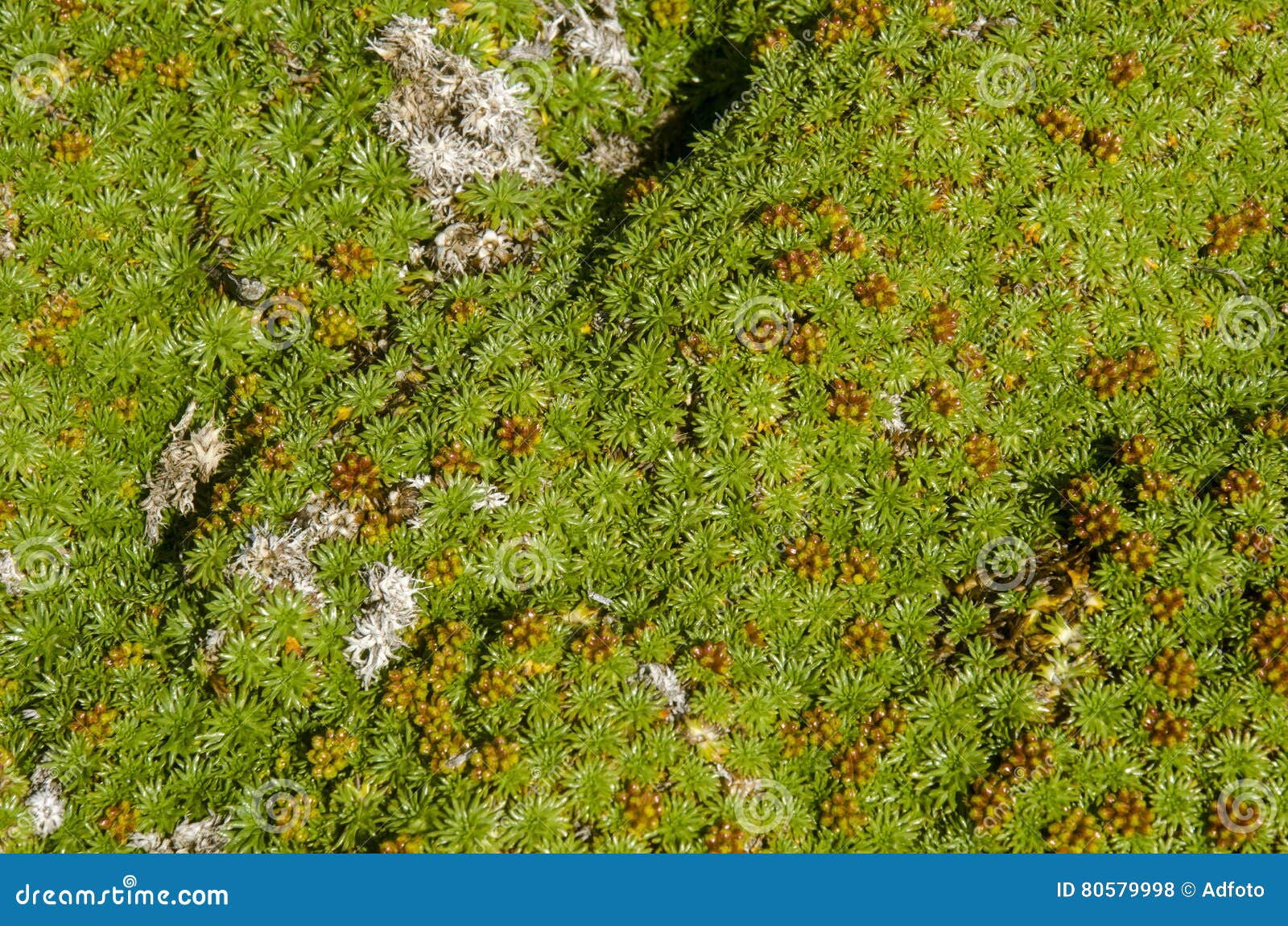 vegetation of seno otway - patagonia - chile