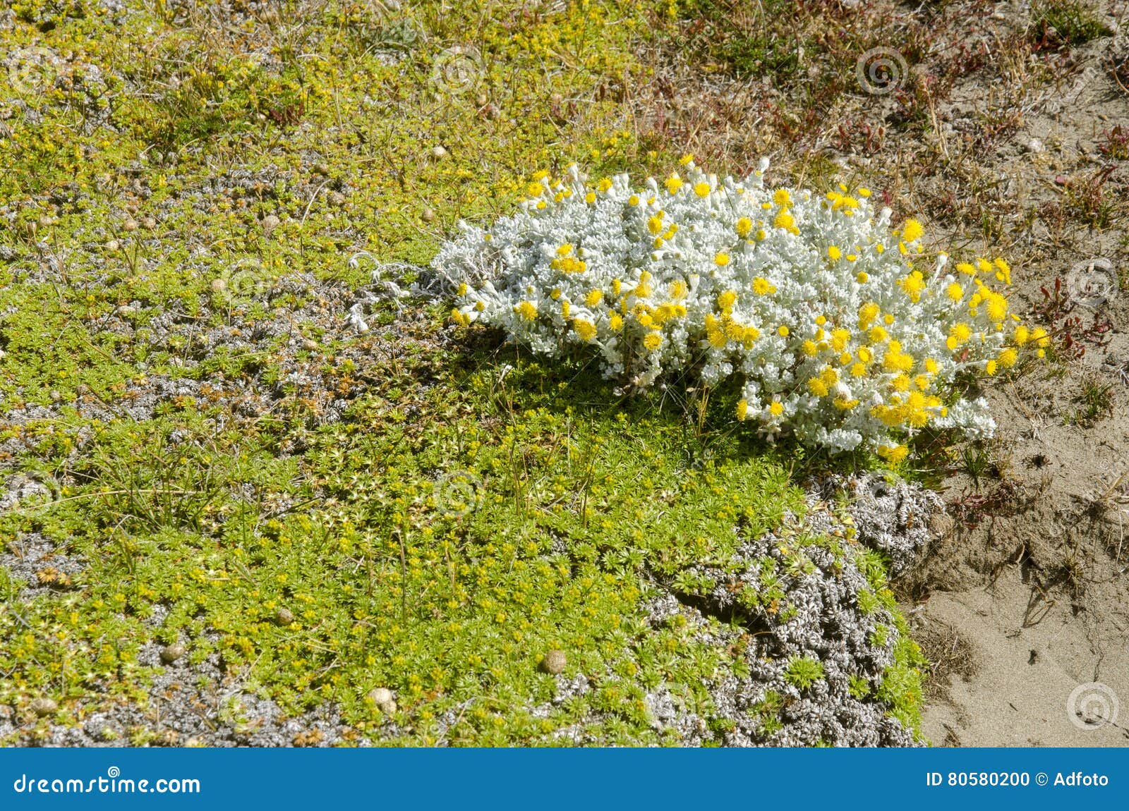 vegetation of seno otway - patagonia - chile