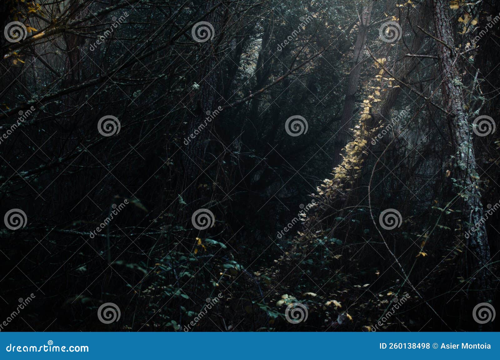 vegetation in the twilight of the interior of the forest.