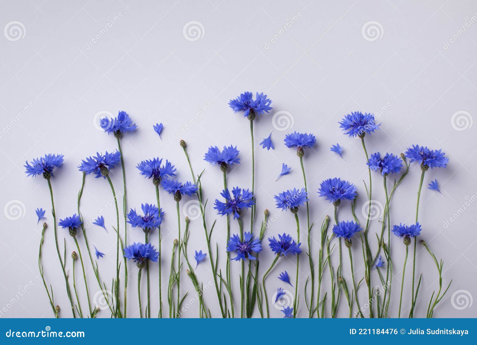 vegetative composition with flower of blue cornflowers in flat lay style and top view