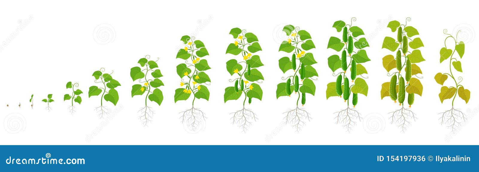 Жизненный цикл овощных растений по маркову. Этапы роста огурцов. Этапы роста и развития огурца. Жизненный цикл роста огурца. Стадии развития огурца.