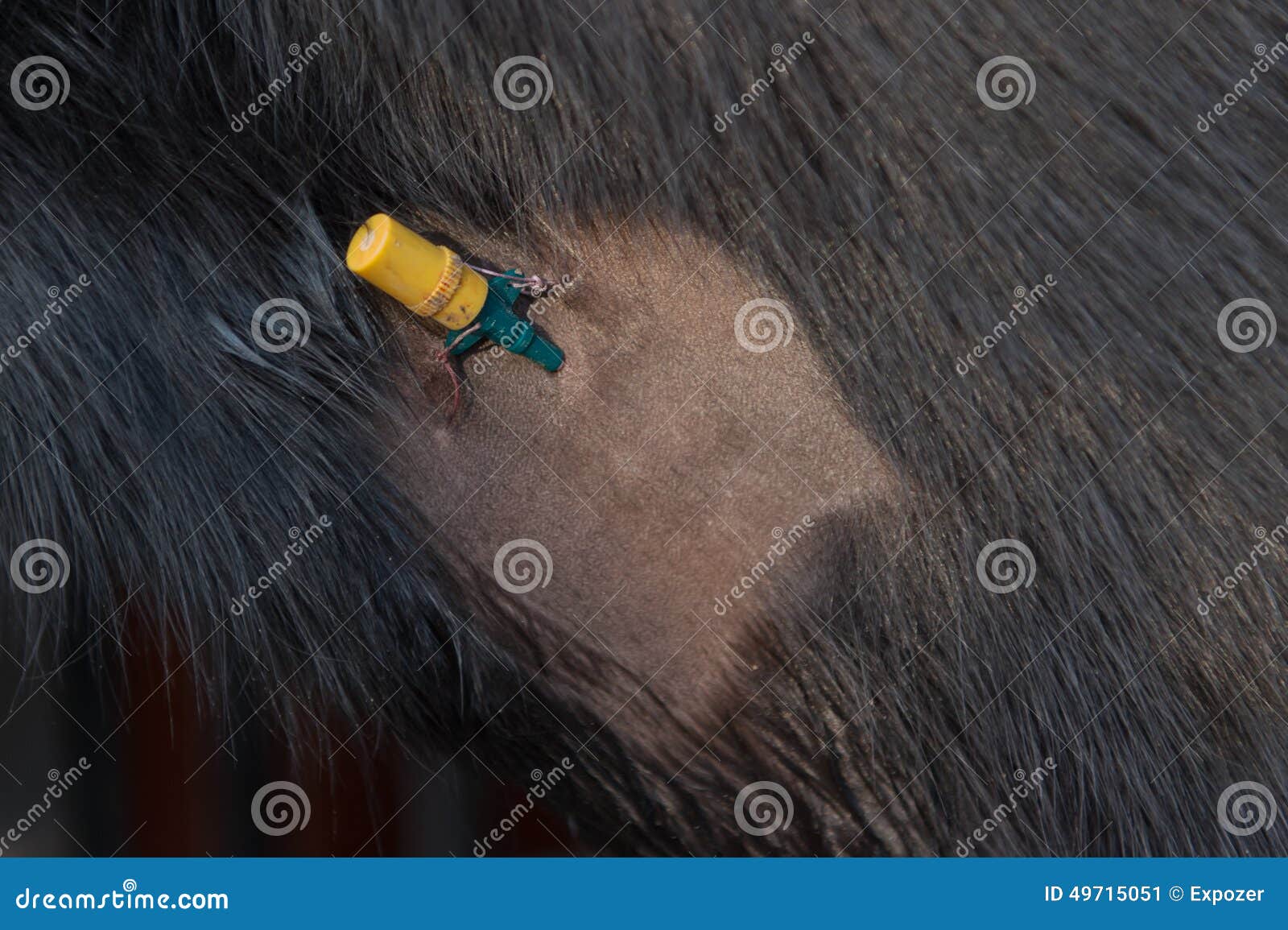 Vein catheter stock image. Image of medical, small, intravenous 49715051