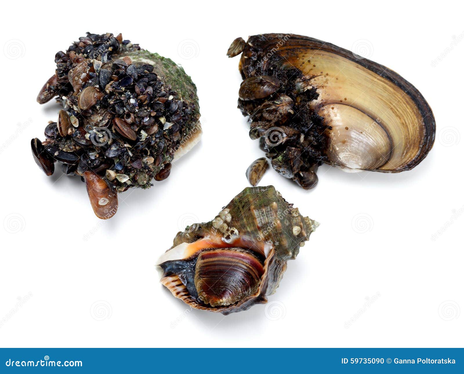 Veined rapa whelk and river mussels (anodonta). Isolated on white background. Top view.