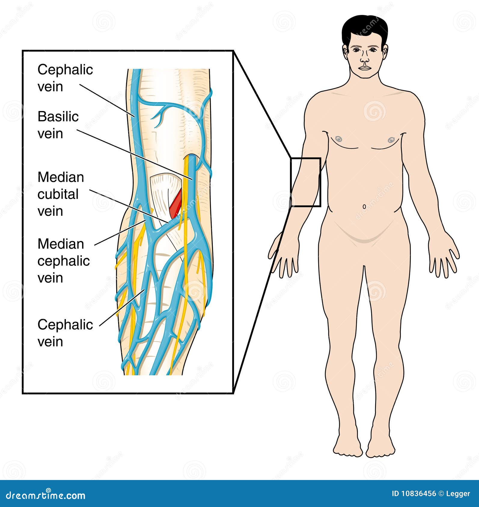 Veines De La Tombe Antecubital Illustration de Vecteur Illustration