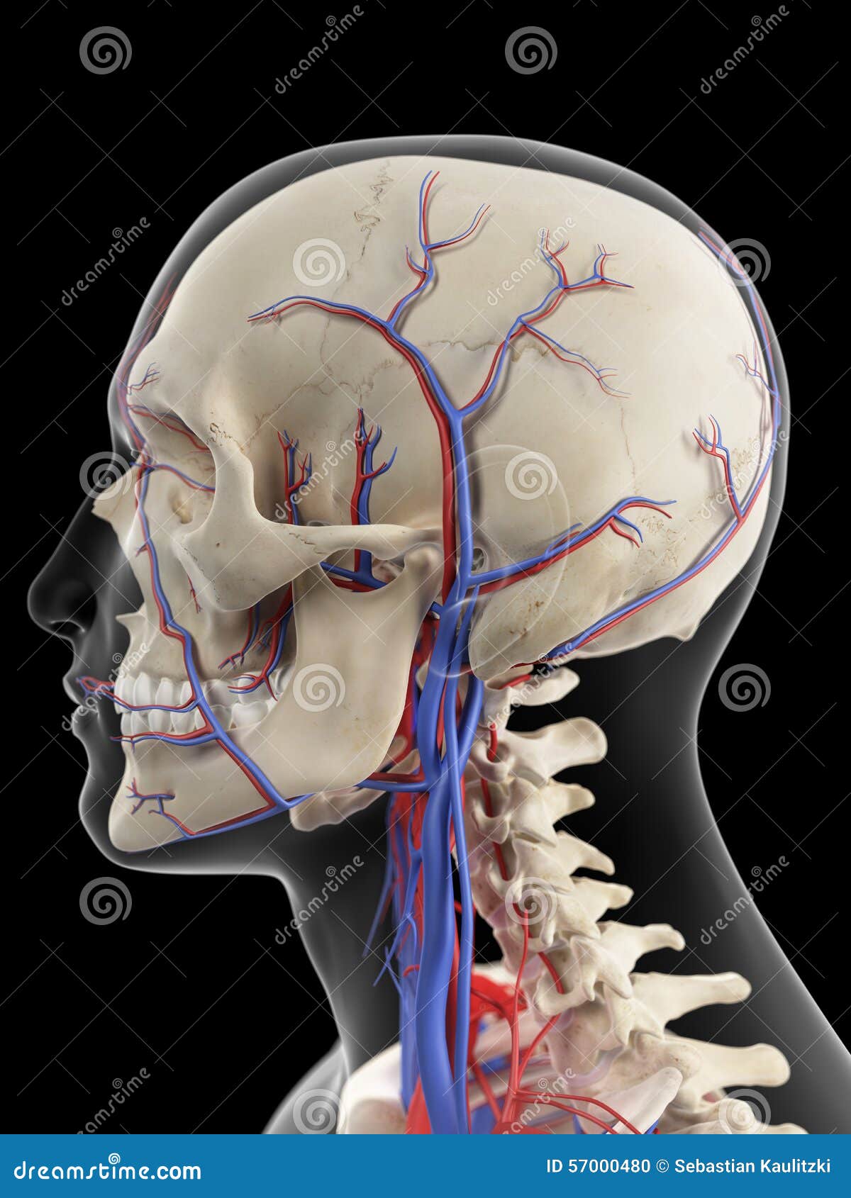 veins of the head and neck