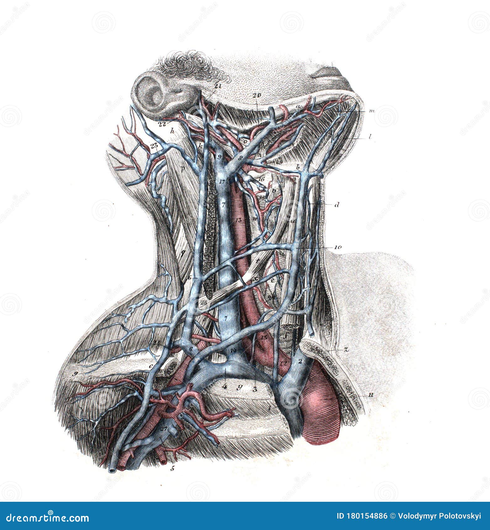 Veins And Arteries On The Neck In The Old Book The Atlas Of Human