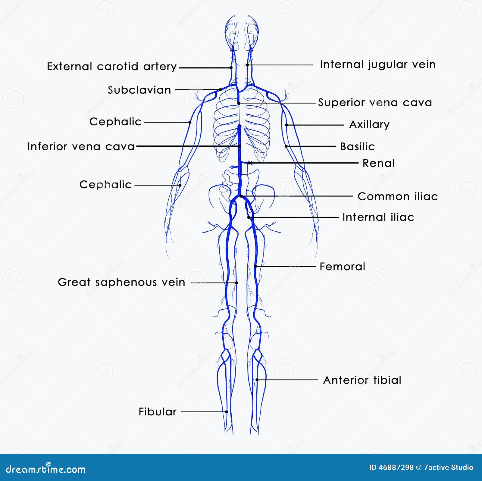 Veins stock illustration. Illustration of organism, design - 46887298