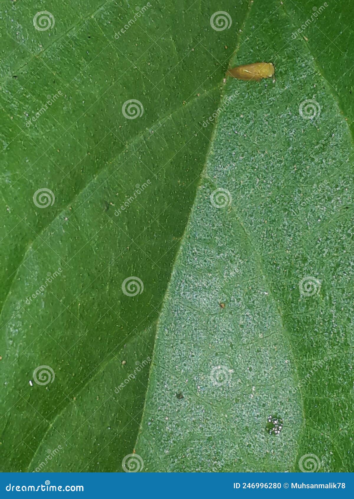 veins in guava leaf helpful for botany students