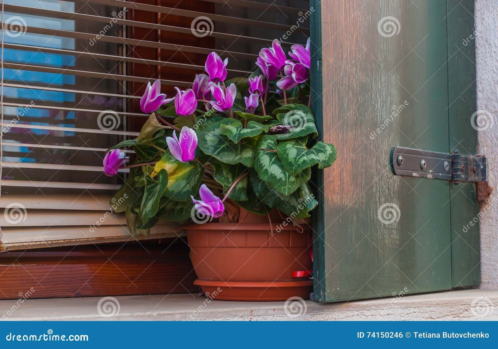 Veja Ao Cíclame Roxo O Vaso De Flores Na Janela Foto de Stock - Imagem de  colorido, ciclame: 74150246