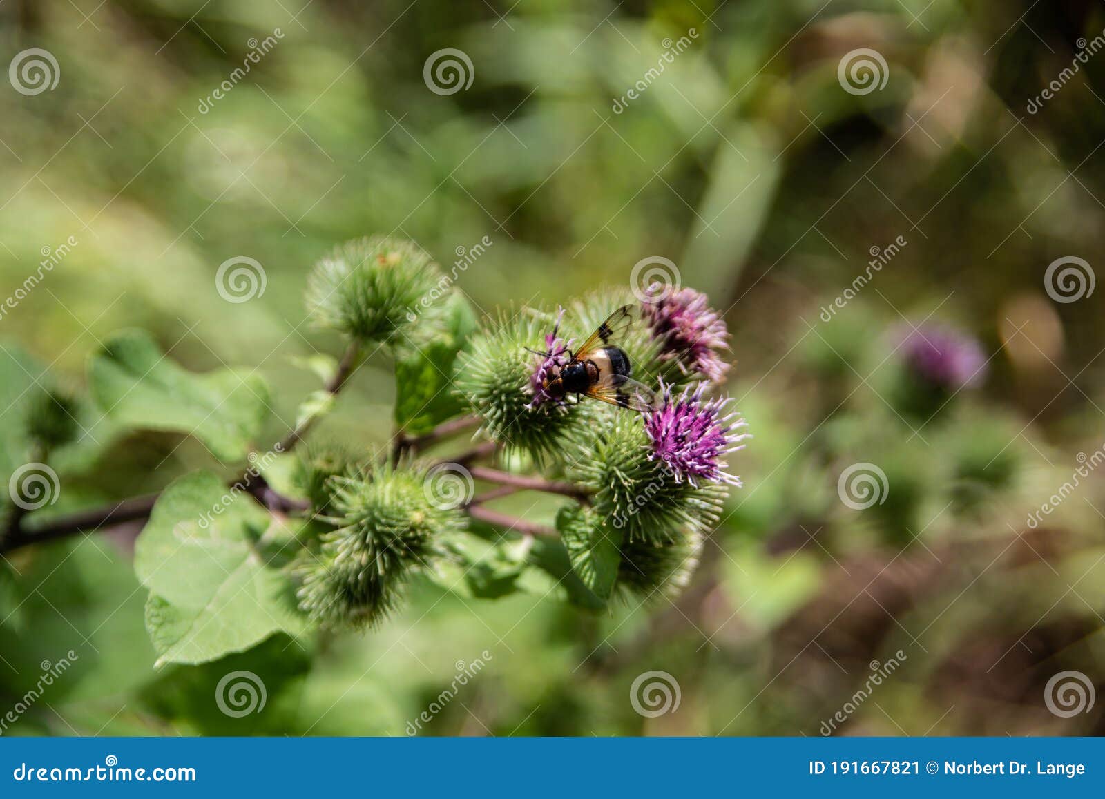 velcro Plant Bushes - a Royalty Free Stock Photo from Photocase