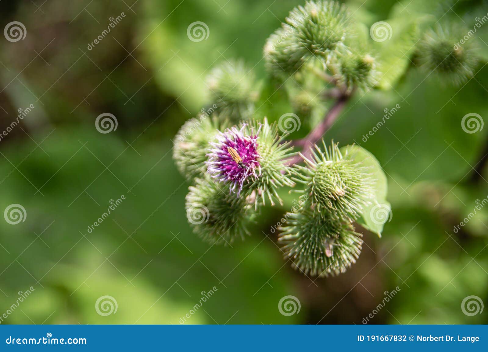 Velcro Seeds Plant 