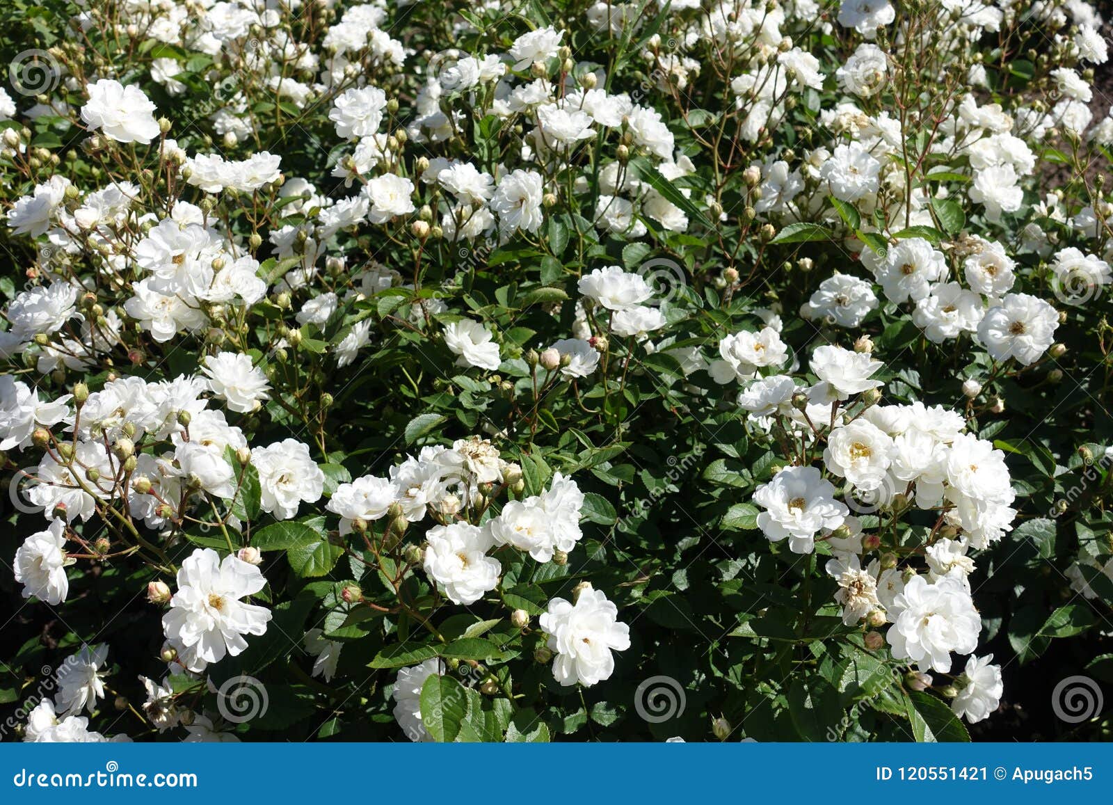 Wonderbaar Vele Kleine Witte Bloemen Van Namen Toe Stock Afbeelding SV-07