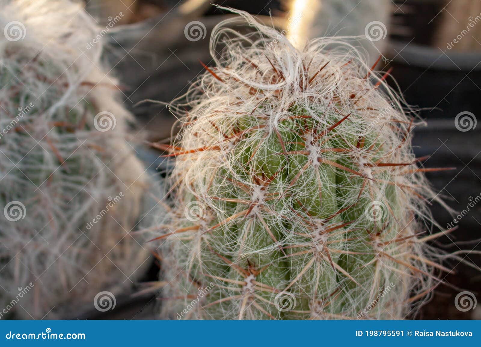 Velho Cacto Cefalocereus Senilis Cresce Peludo Numa Estufa De Cacto Em  Arizona Usa Imagem de Stock - Imagem de jardinar, usina: 198795591