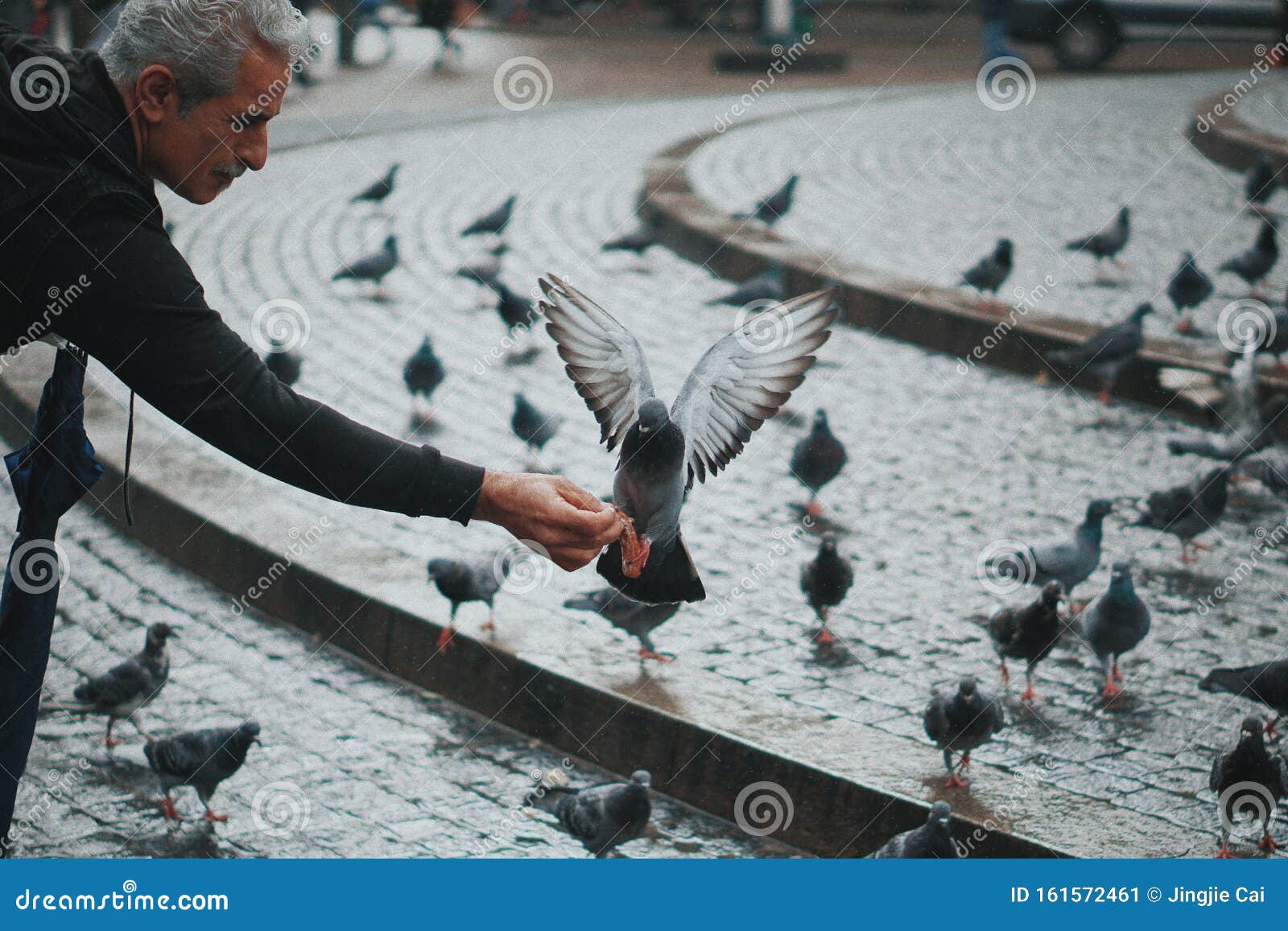 Velhos e pombos foto editorial. Imagem de povos, humanidade - 161572461