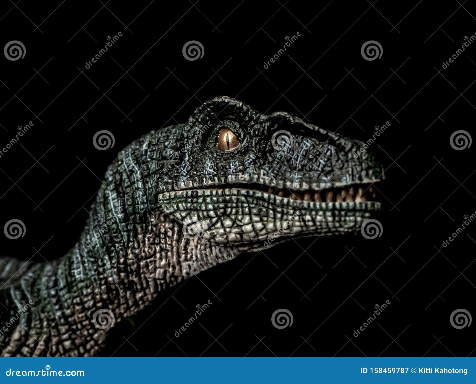 velociraptor dinosaur on black  background