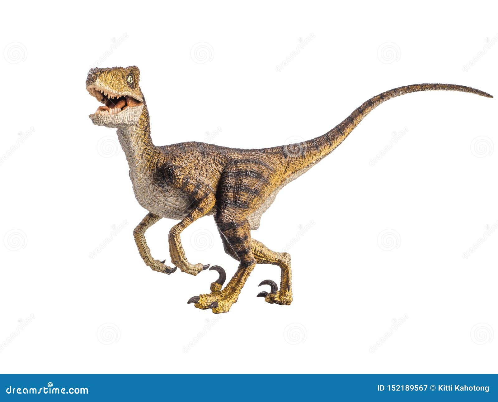 velociraptor dinosaur on white background