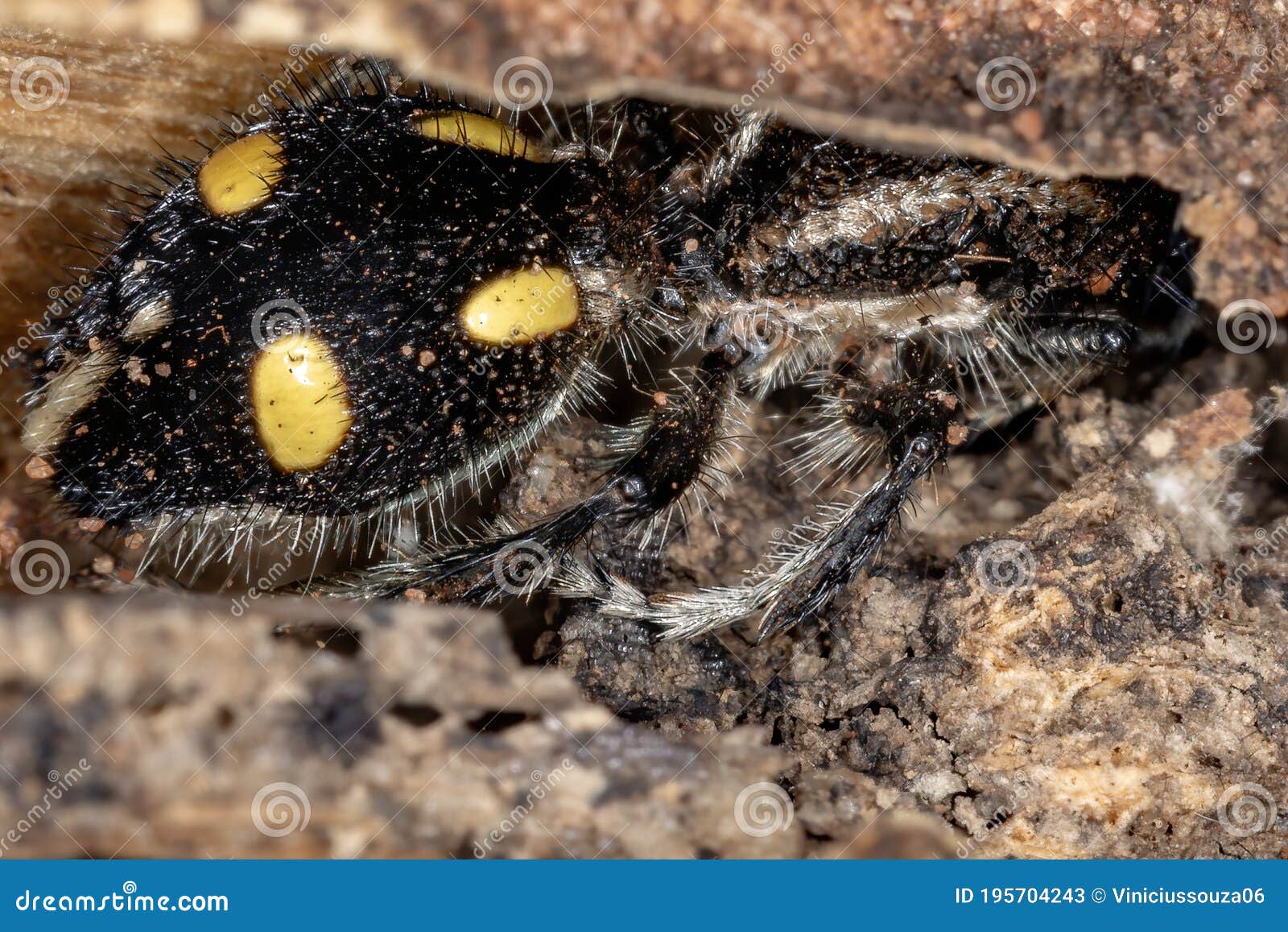 Red Velvet (Cow Killer) Wasp Royalty-Free Stock Photography