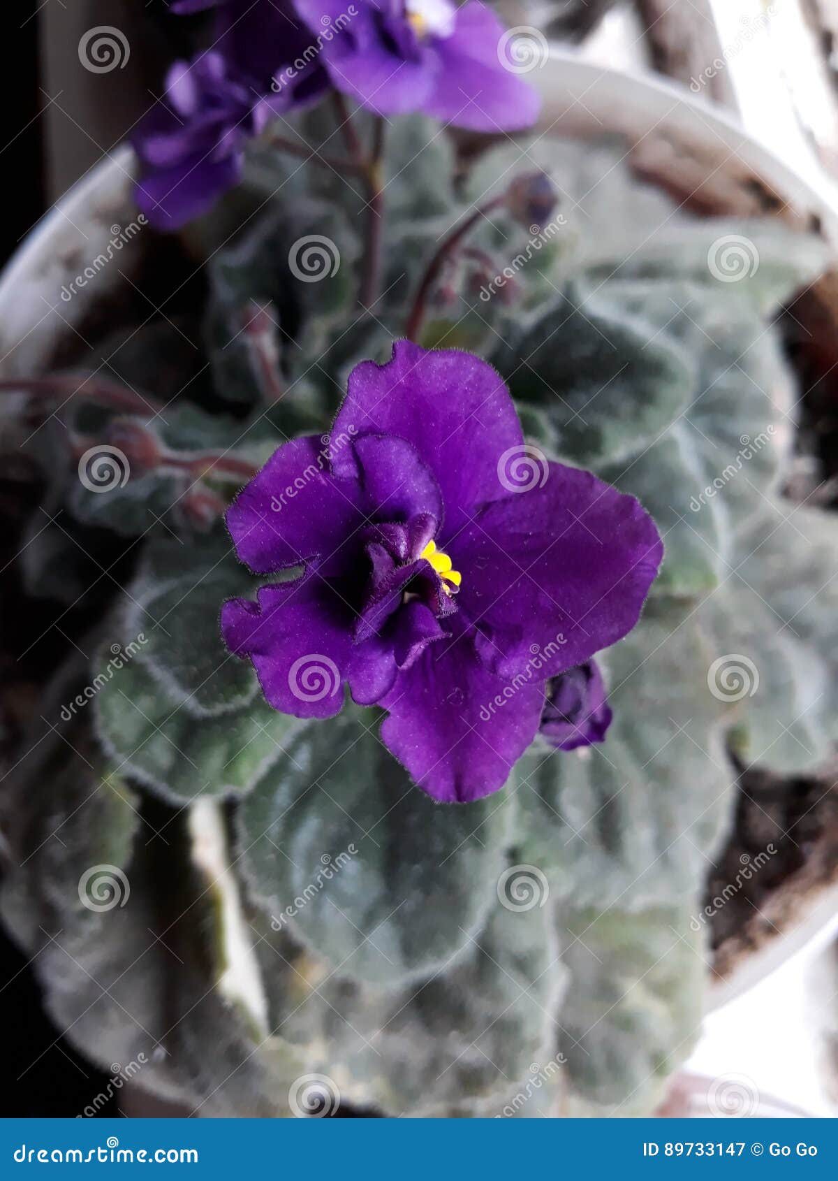 Velvet flower stock image. Image of bloom, pots, naturalness 89733147