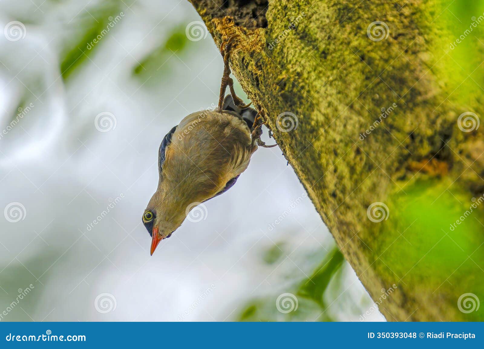 velvet-fronted nuthatch on the tree