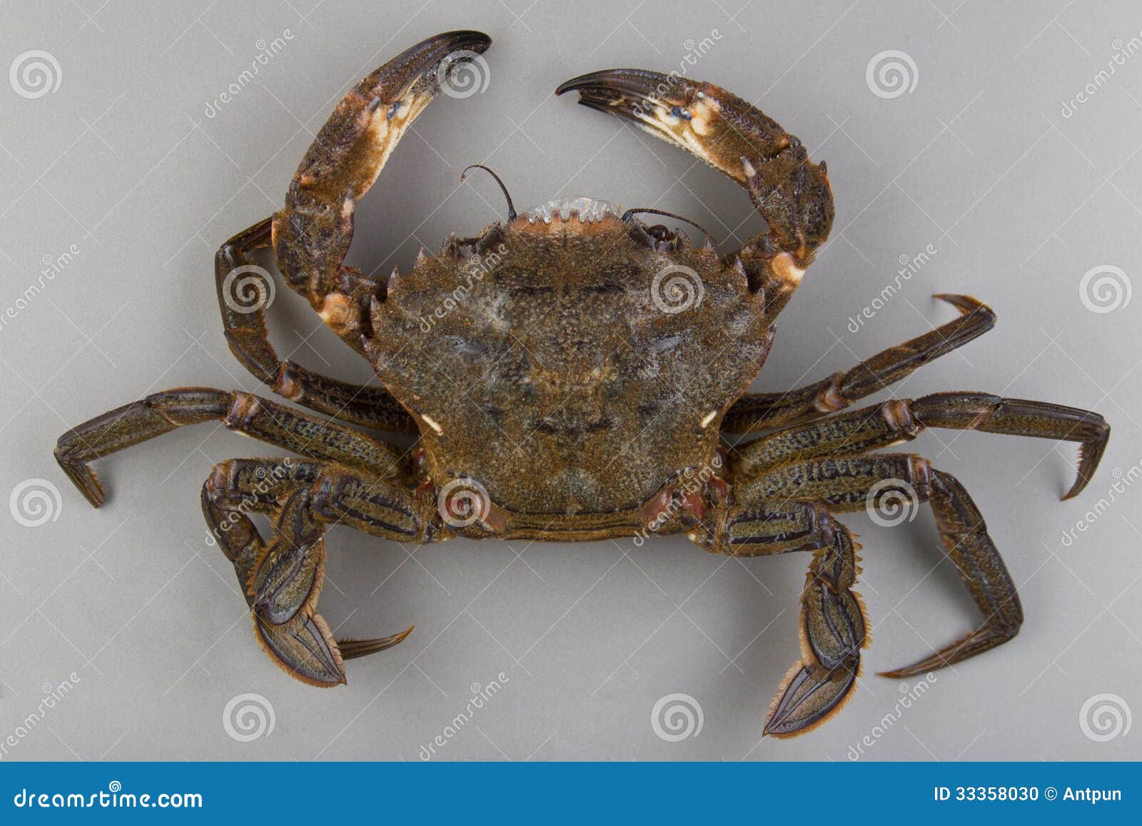 Velvet swimming crab stock photo. Image of animal, marine 33358030