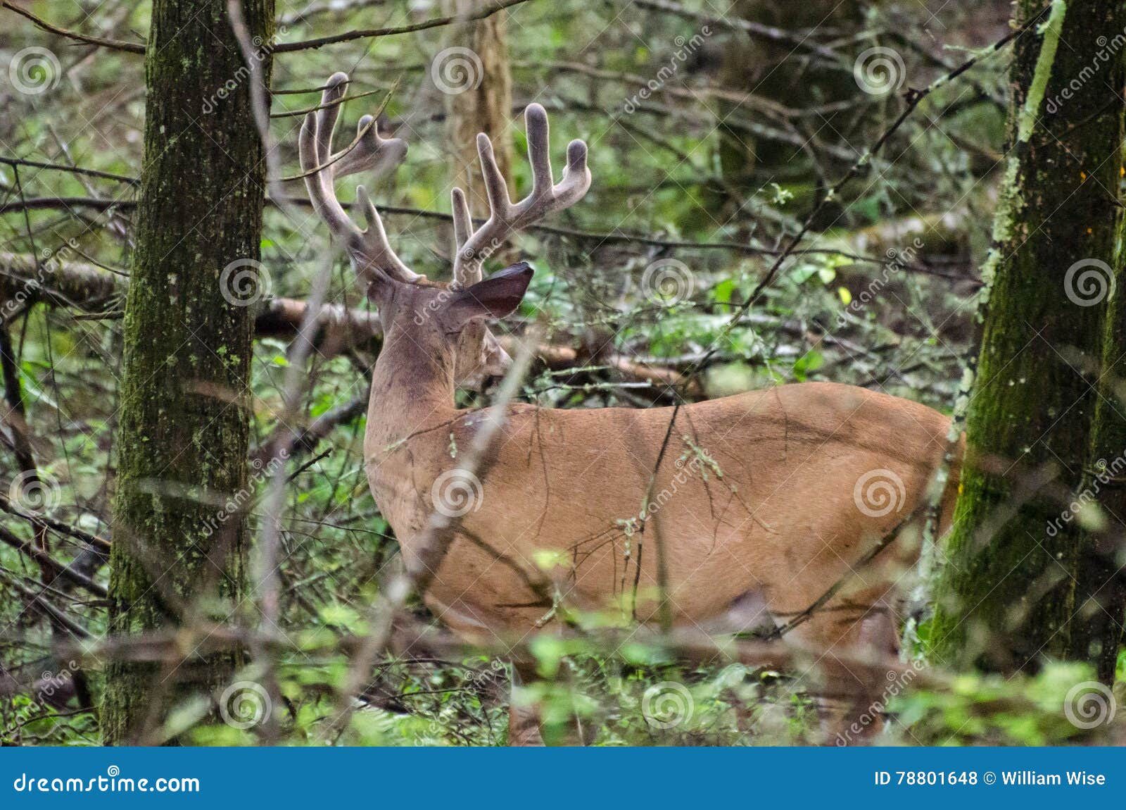 velvet whitetail deer buck in cades cove gsmnp