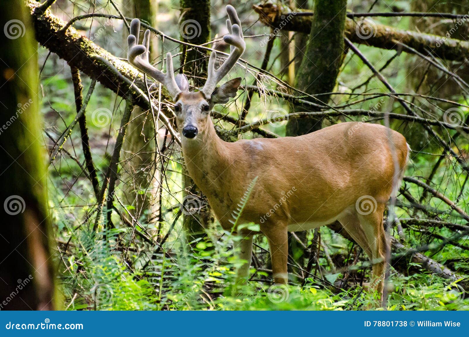 velvet whitetail deer buck in cades cove gsmnp