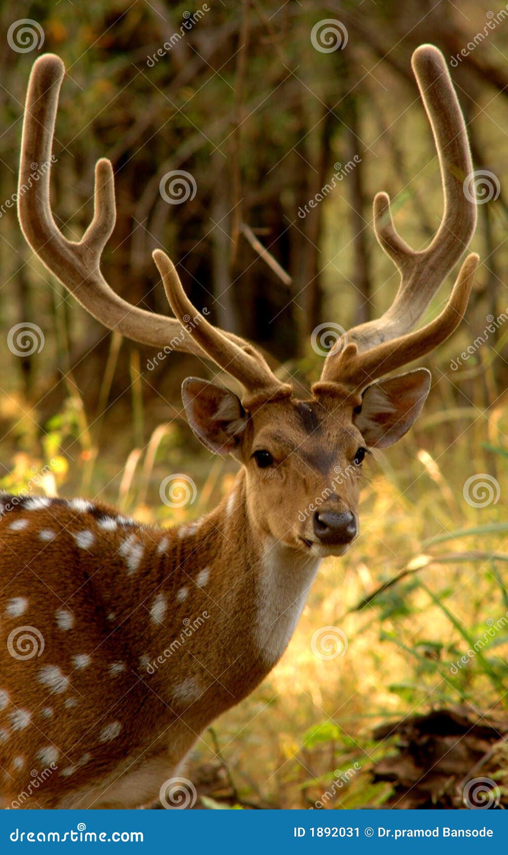Velvetty Horns stock image. Image of medicine, ayurved 1892031