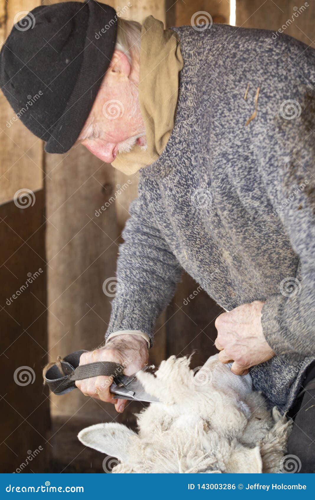 Venerable Sheep Shearer Using Hand Tools in a Connecticut Barn Stock