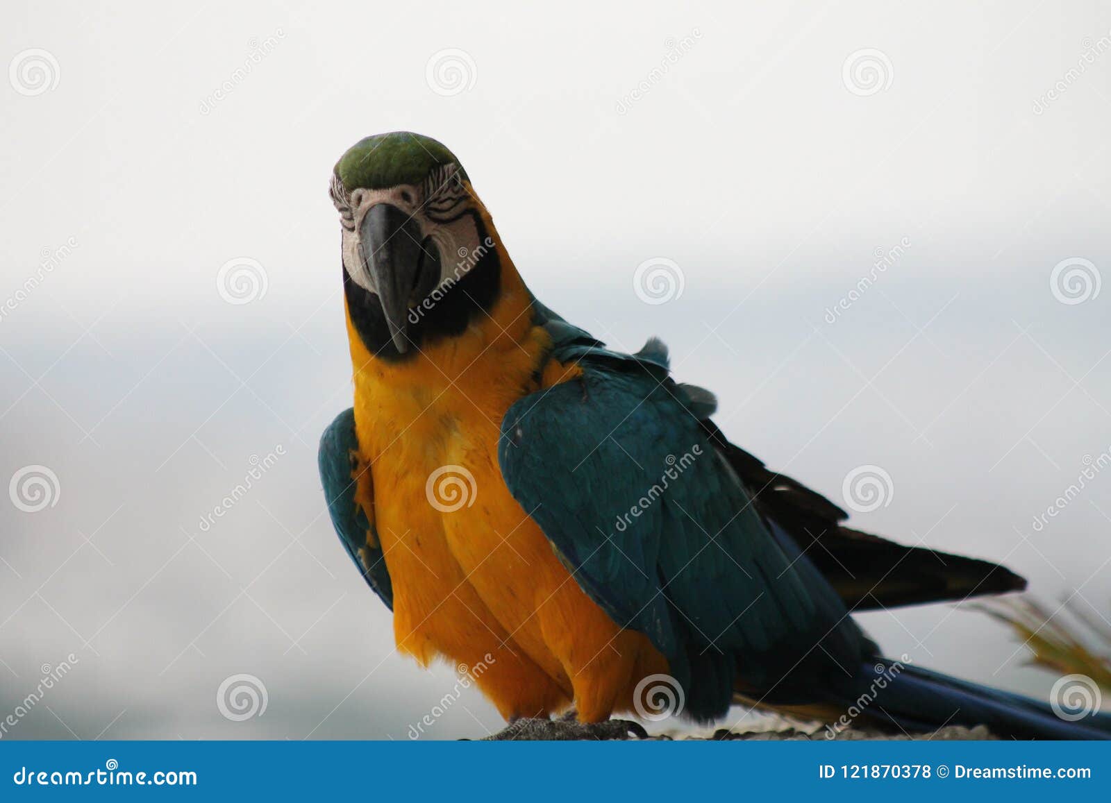venezuelan guacamaya bird