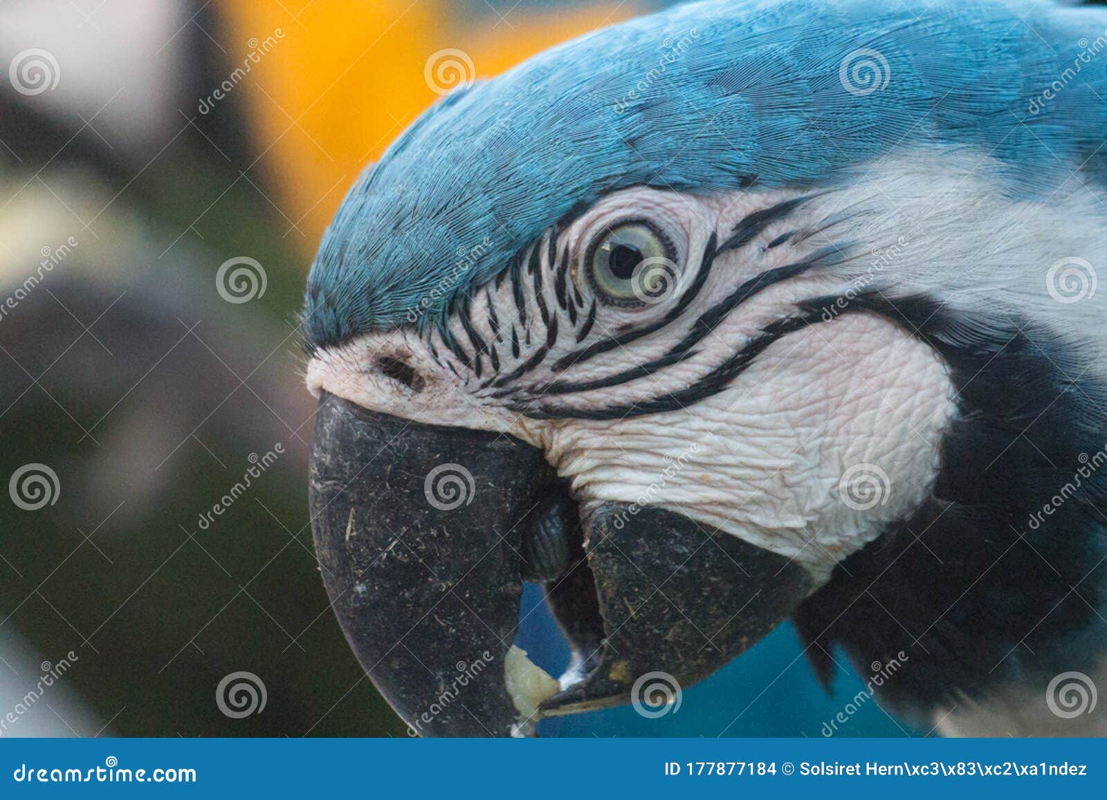 venezuelan macaws