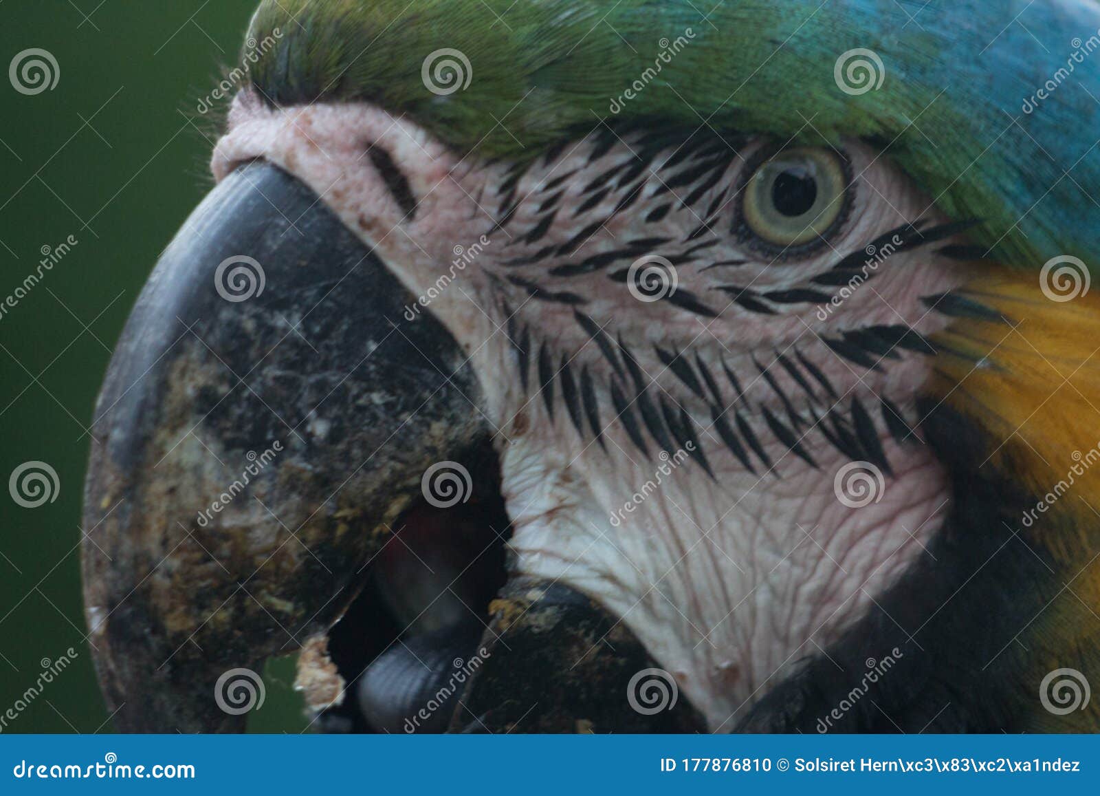 venezuelan macaws