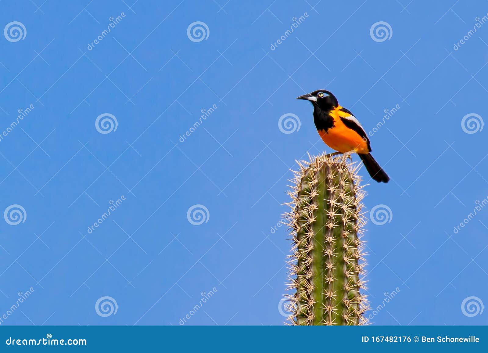 venezuelan troupial sitting on cactus