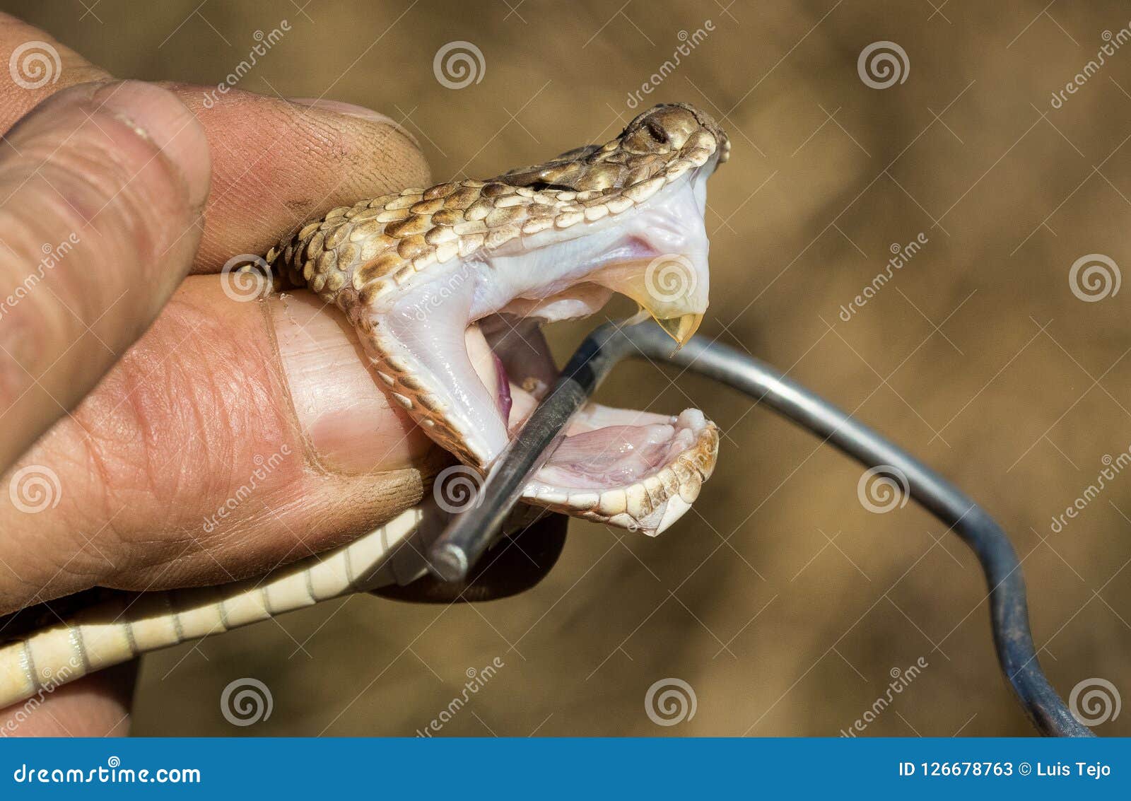 the venom and fangs of a venomous snake