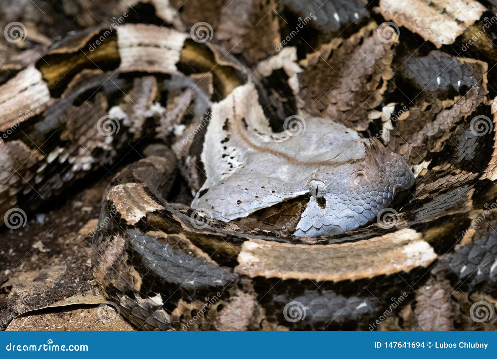 Venomous Bush Viper Atheris Squamigera Tree Stock Photo by ©xtrekx 568641852