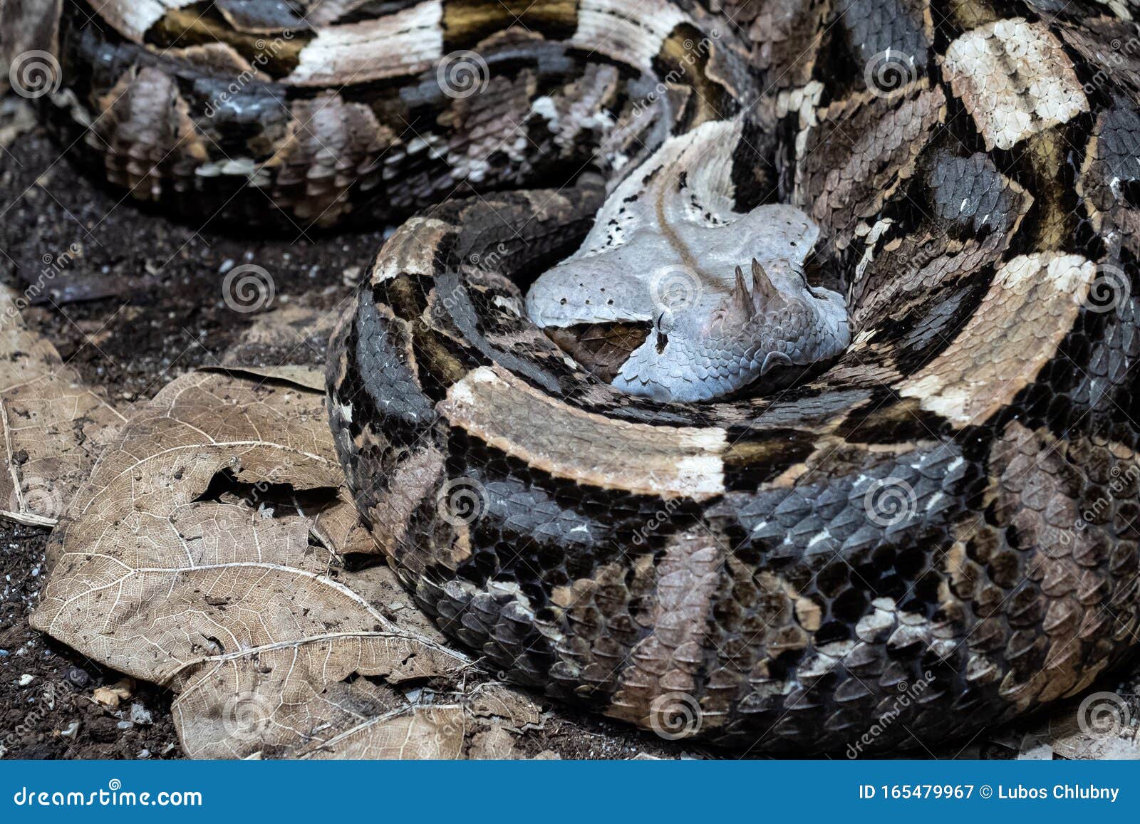 Venomous African Bush Viper (Atheris chlorechis) Stock Photo